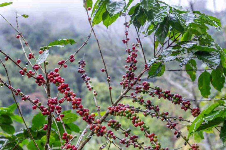 Arabica vs Robusta Coffee: What’s the Difference & Which One Should You Choose?