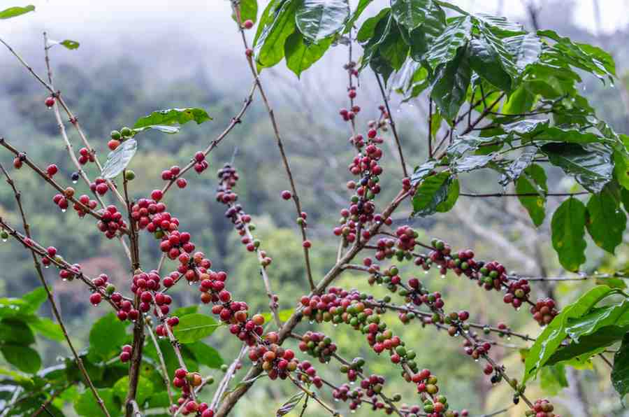 Arabica vs Robusta Coffee: What’s the Difference & Which One Should You Choose?
